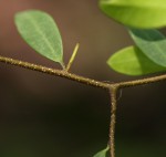 Synaptolepis alternifolia