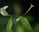 Synaptolepis alternifolia