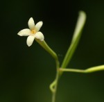 Synaptolepis alternifolia