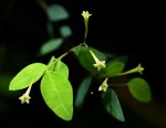 Synaptolepis alternifolia