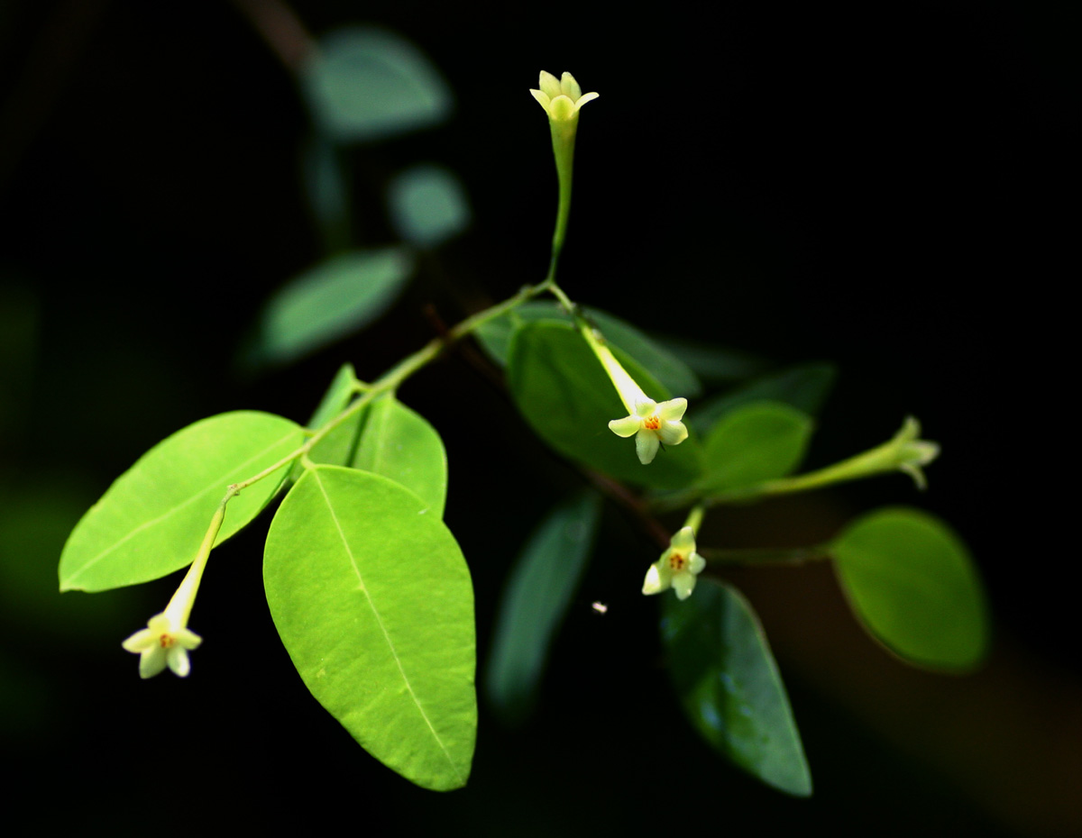 Synaptolepis alternifolia