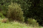 Passerina montana