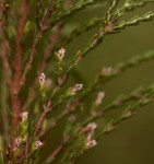 Passerina montana