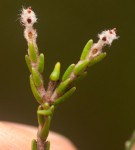 Passerina montana