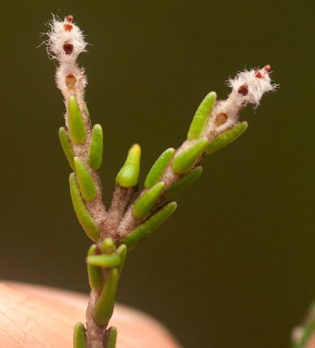Passerina montana