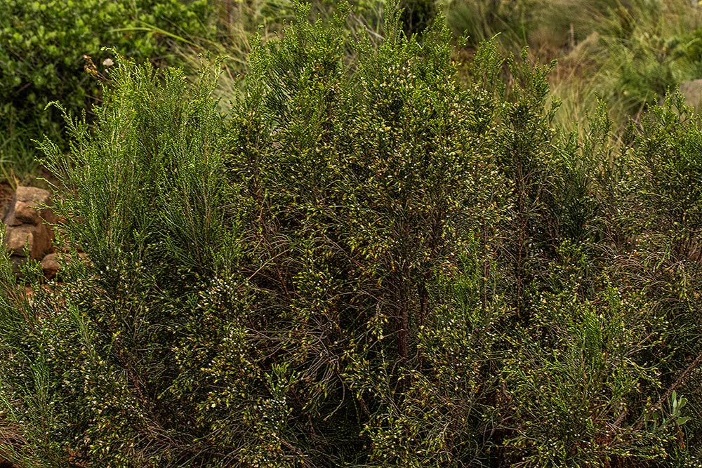 Passerina montana