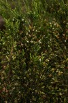 Passerina montana