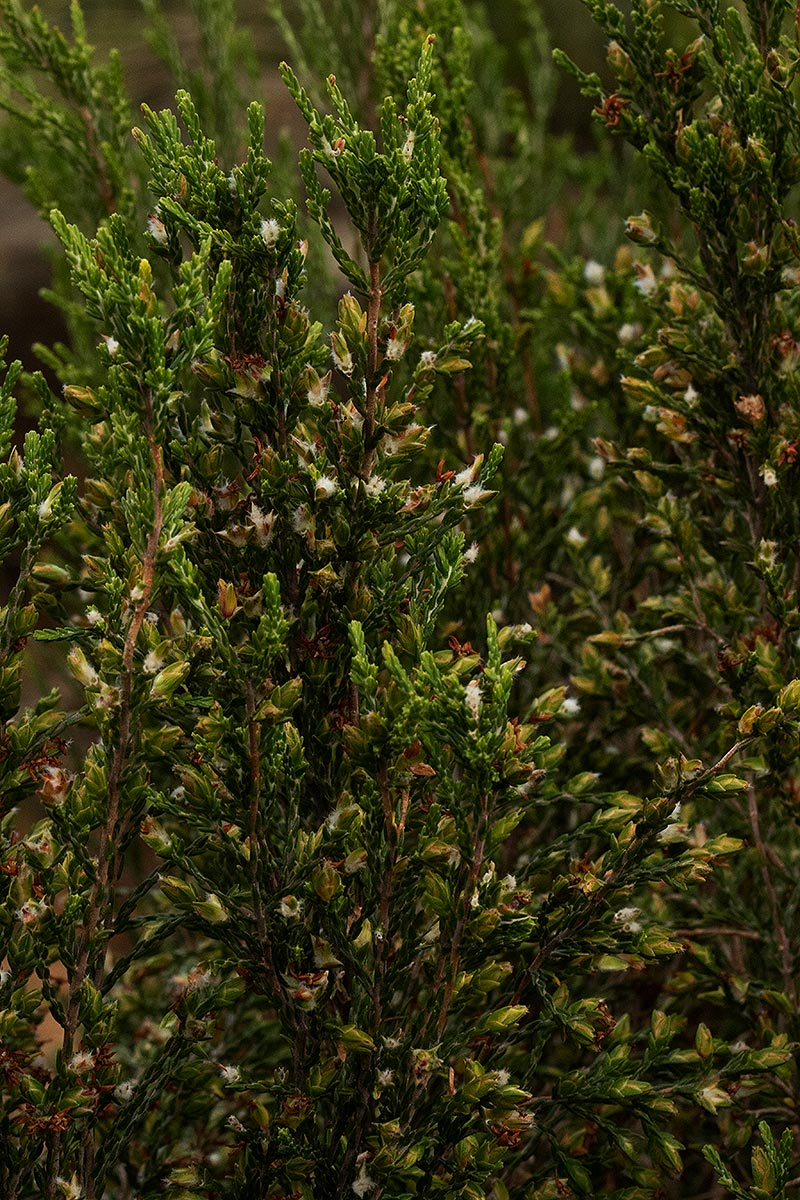 Passerina montana