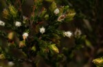 Passerina montana
