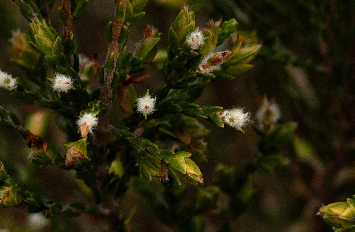 Passerina montana
