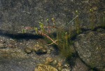 Rotala myriophylloides