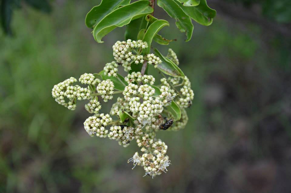 Galpinia transvaalica