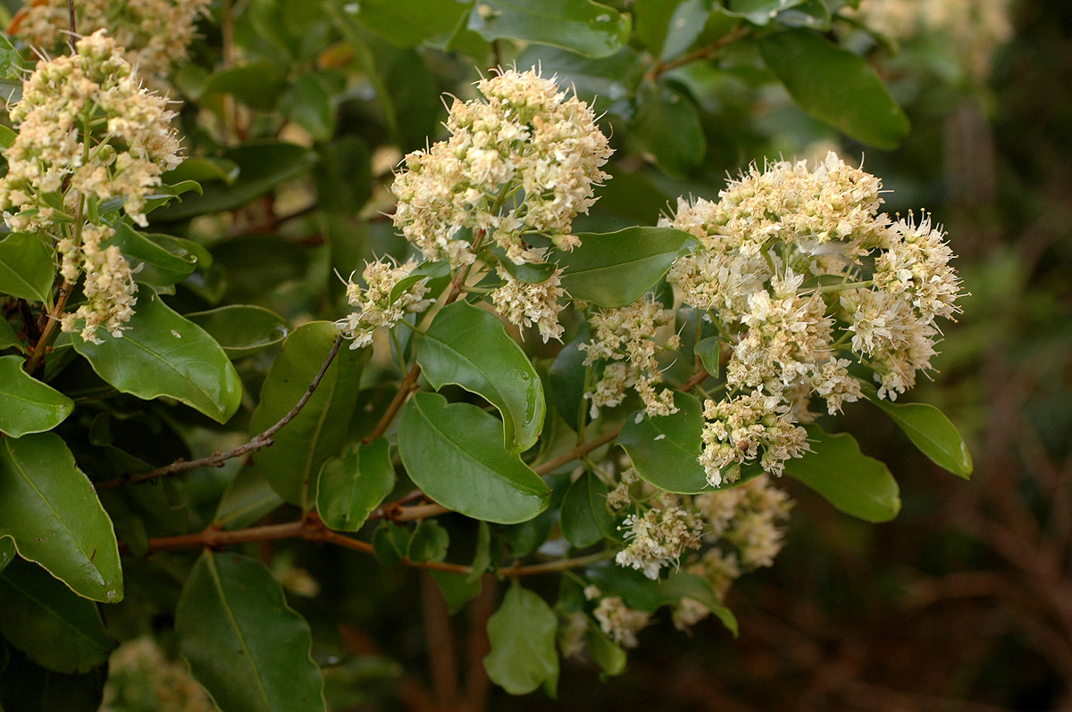Galpinia transvaalica