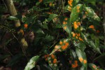 Cassipourea malosana