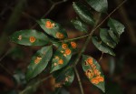 Cassipourea malosana