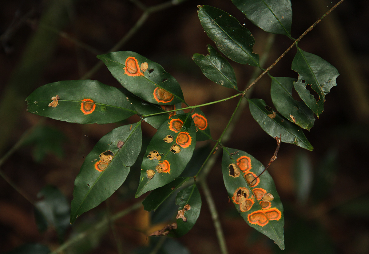 Cassipourea malosana