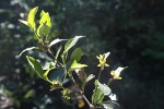 Cassipourea malosana
