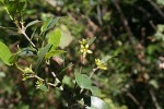 Cassipourea malosana