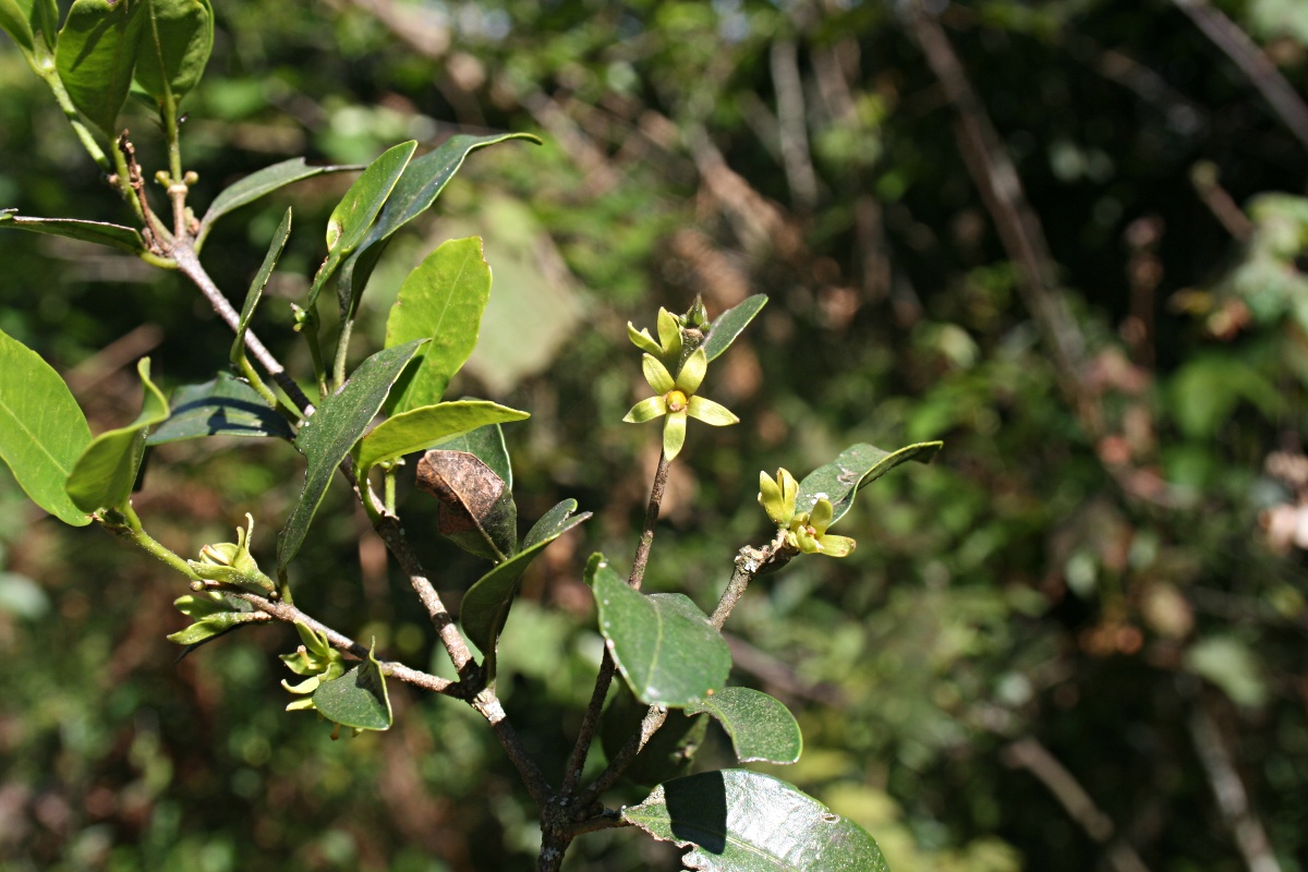 Cassipourea malosana