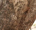 Combretum adenogonium