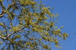 Combretum adenogonium