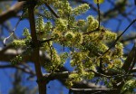 Combretum adenogonium