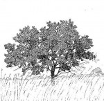 Combretum adenogonium