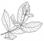 Combretum adenogonium