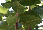 Combretum adenogonium