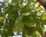 Combretum adenogonium