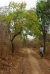Combretum adenogonium