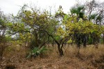 Combretum adenogonium