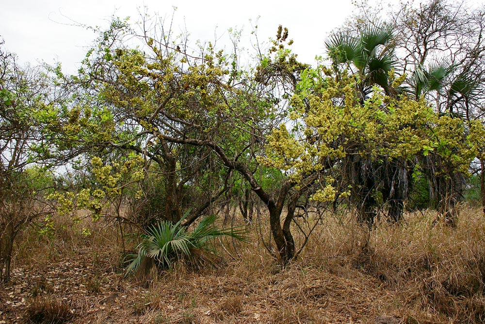 Combretum adenogonium