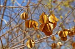 Combretum celastroides subsp. celastroides