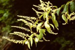Combretum celastroides subsp. celastroides