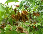 Combretum collinum