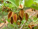 Combretum collinum