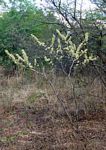 Combretum elaeagnoides