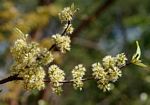 Combretum elaeagnoides