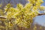 Combretum elaeagnoides