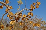 Combretum elaeagnoides