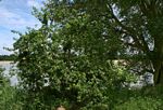 Combretum erythrophyllum