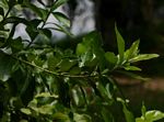 Combretum erythrophyllum
