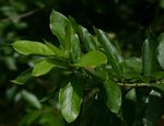 Combretum erythrophyllum