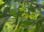 Combretum erythrophyllum