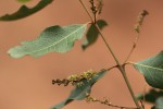Combretum imberbe