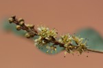 Combretum imberbe