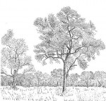 Combretum imberbe