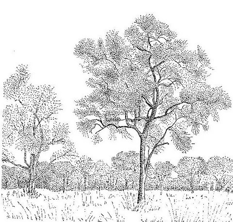 Combretum imberbe