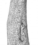 Combretum imberbe
